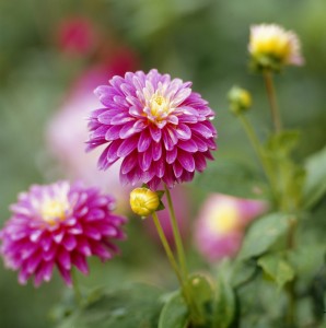 Pink Dahlias