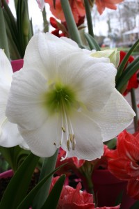 White Amaryllis