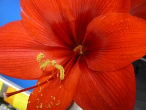 Amaryllis Closeup