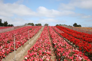 Begonia Field