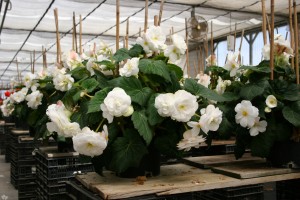 White Begonias