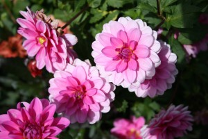 These pink dahlias are some of my favorites!