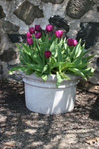 Purple Tulips