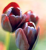 Queen of Night Tulips