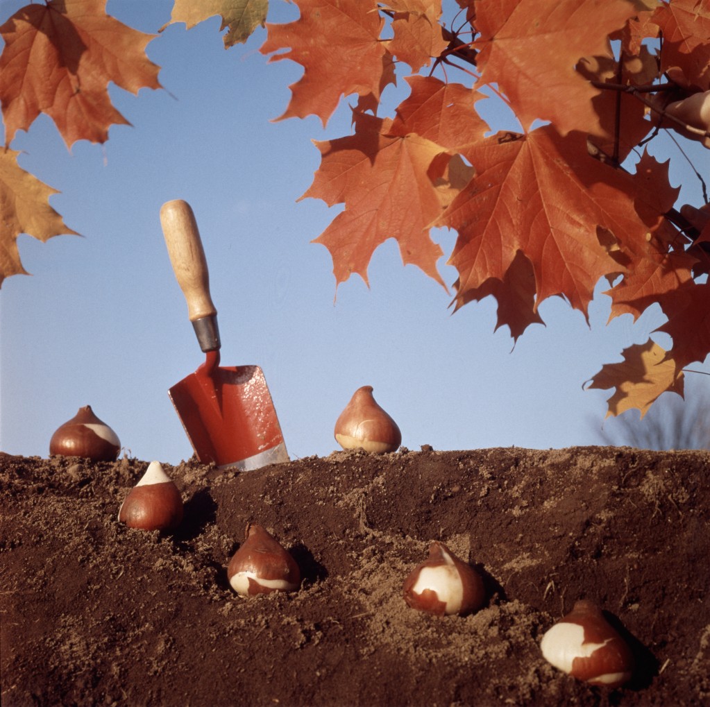 Tulip Bulbs in Soil