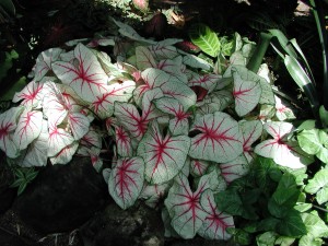 Caladium