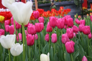 Tulips