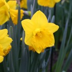 Daffodils