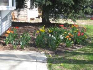 Tulips in Yard