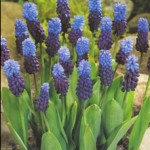 Muscari