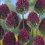 Drumstick Allium