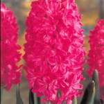 Pink Hyacinth