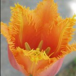 Tulip