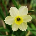 Minnow Daffodil