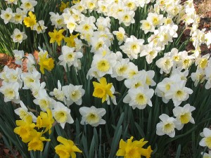 Daffodils Mixed