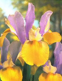 Dutch Iris