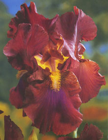 Bearded Iris