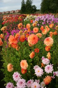 Dahlias Dahlias