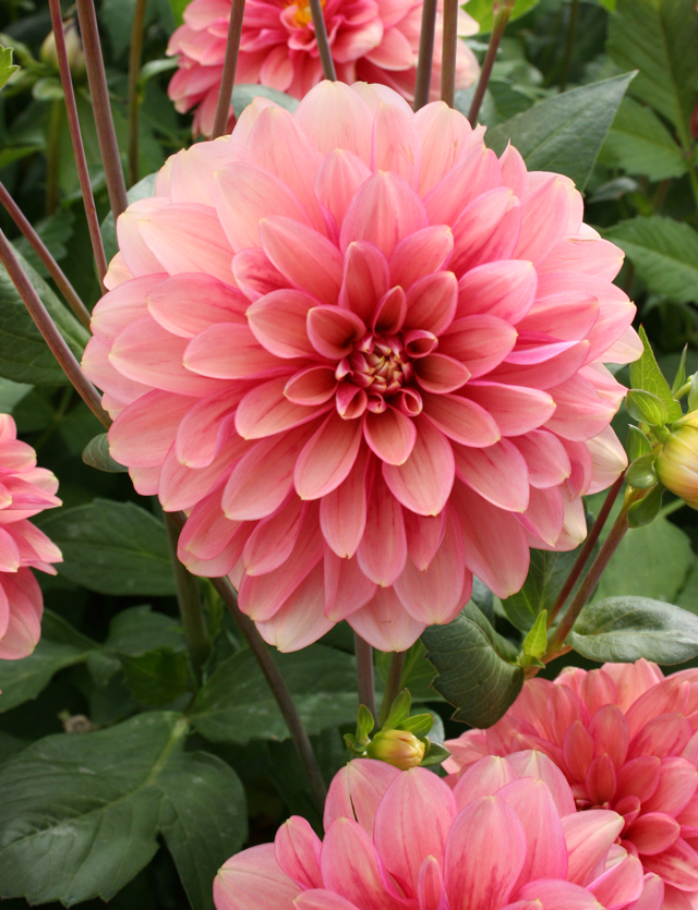 Pink Dahlia