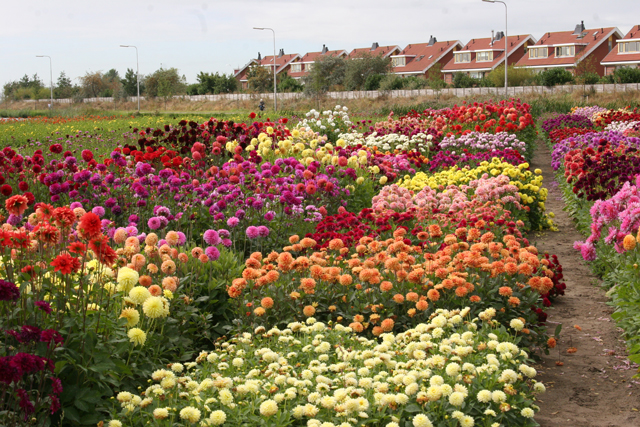 Dahlia Planting