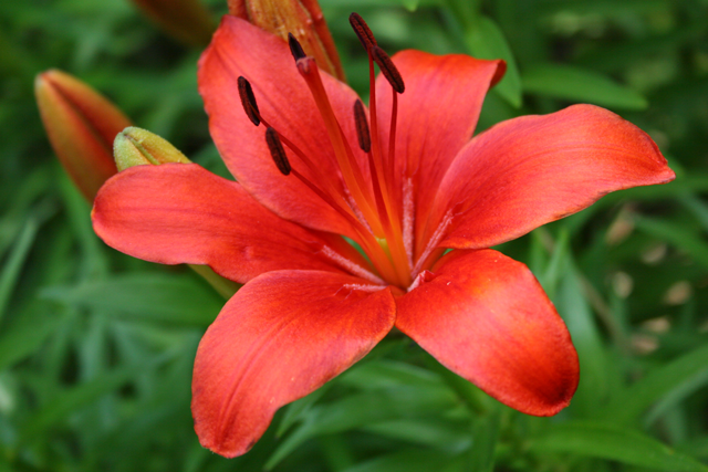 Orange Lily