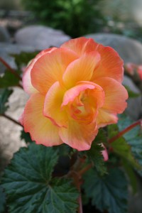 Sunrise Scentiment Begonia