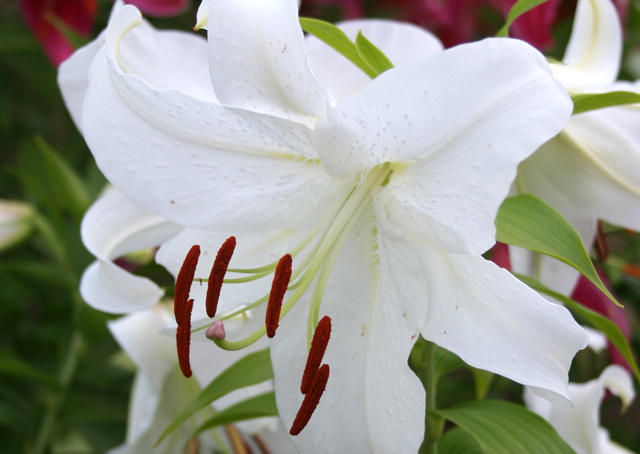 Casa Blanca Lily