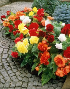 Mixed Begonias