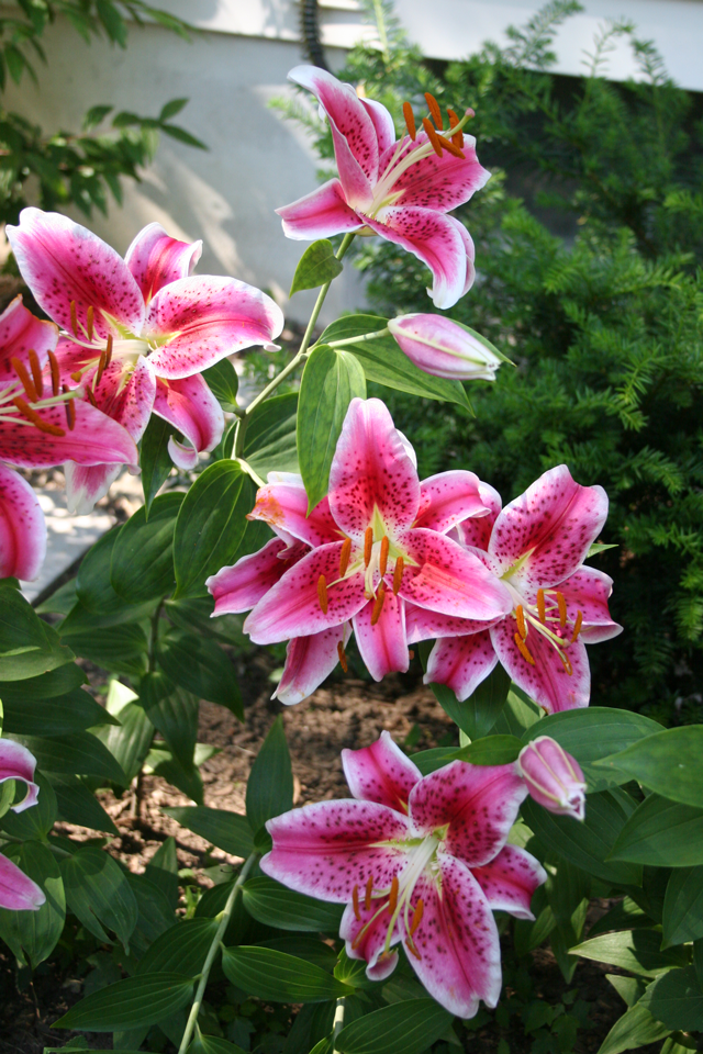 Stargazer Oriental Lily