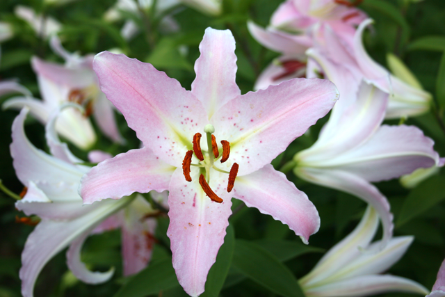 Pink Lily