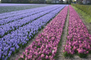 Hyacinths