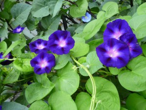 Purple Blooms