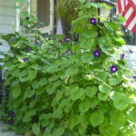 Purple Blooms