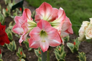 Apple Blossom Amaryllis