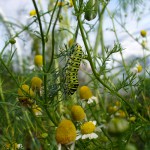 Dill Dill
