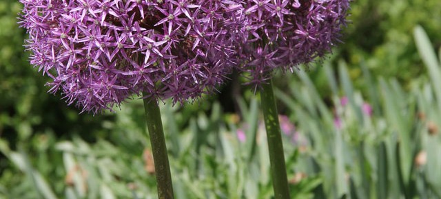 What ARE those in my neighbor's garden???