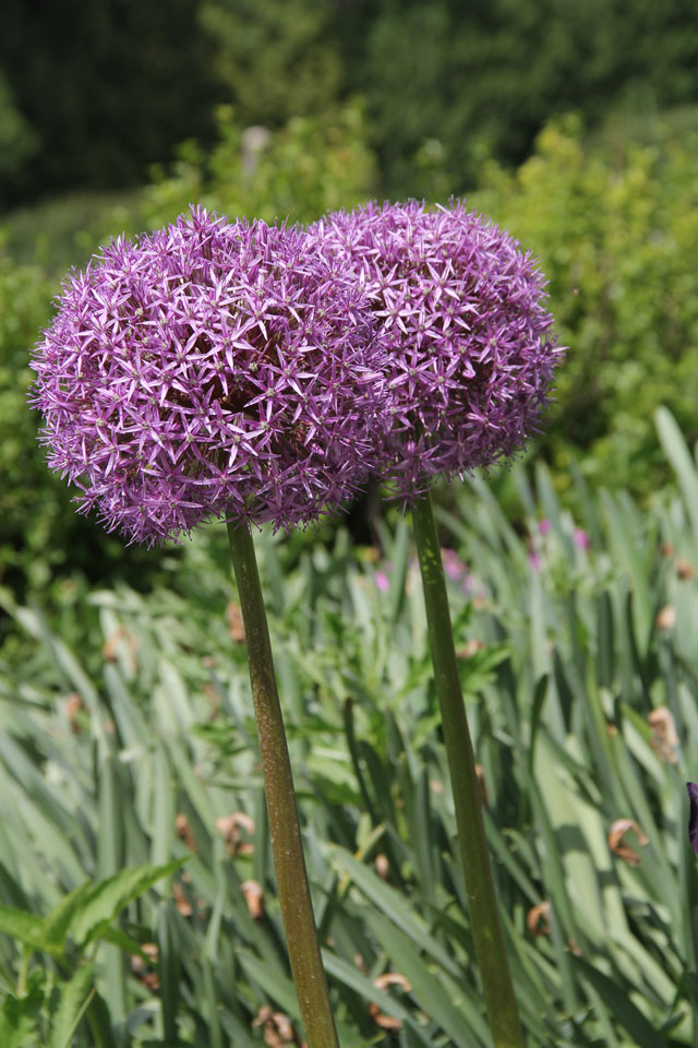 Allium