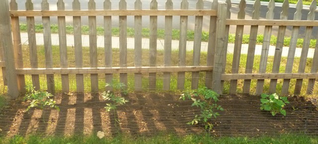 Tackling Tomatoes