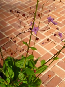 Lavender Flowers