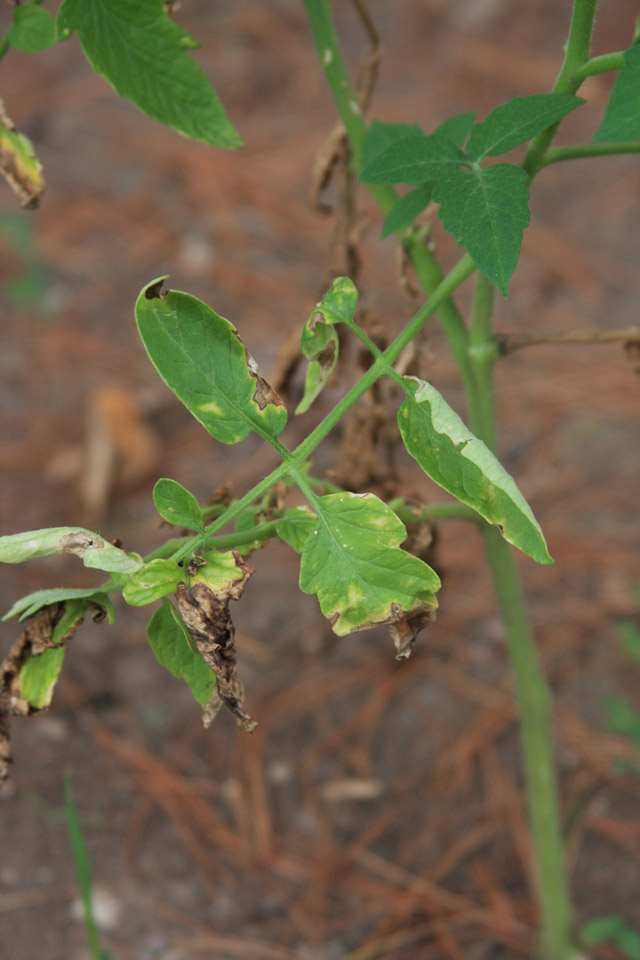 Damage to Tomato Plant