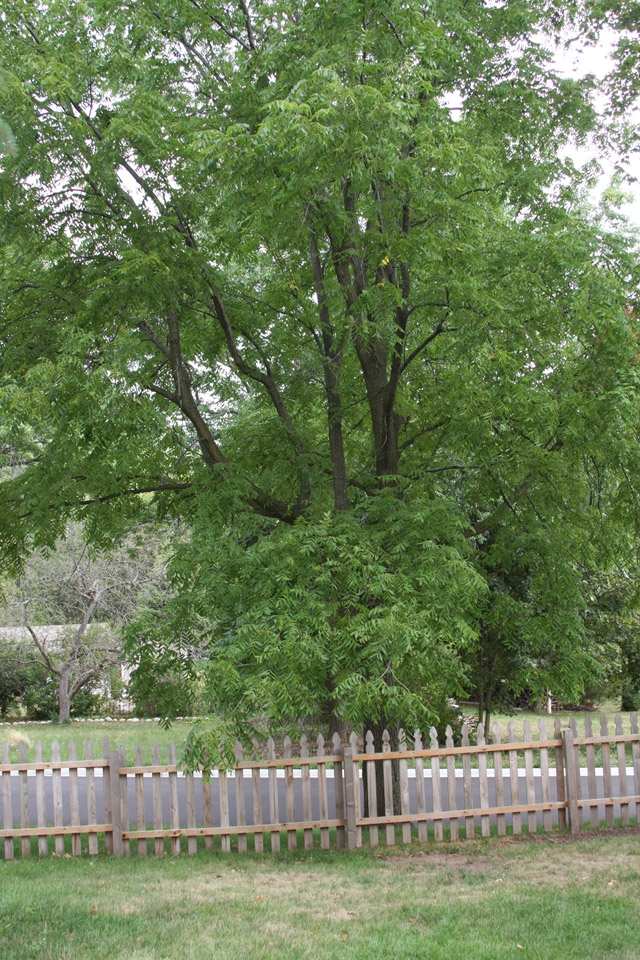 Black Walnut Tree