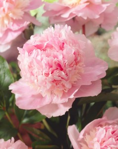 Pink Peony