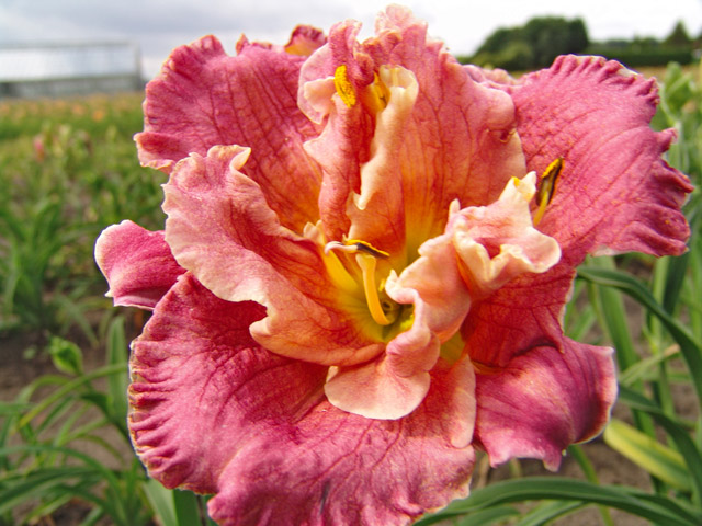 Pink Daylily