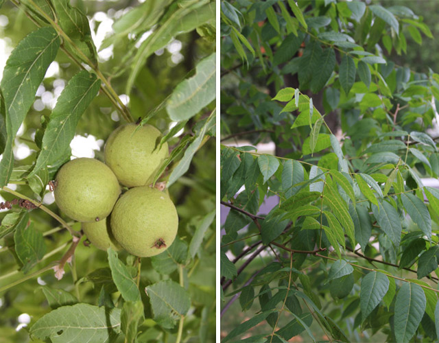 Black Walnut