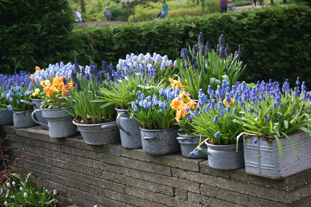 Potted Bulbs