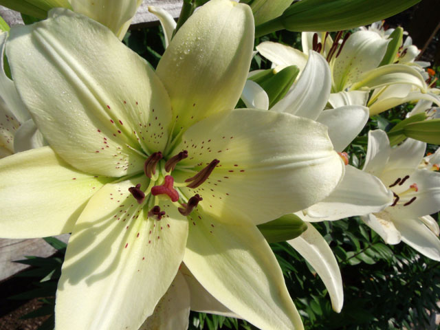 White Lilies