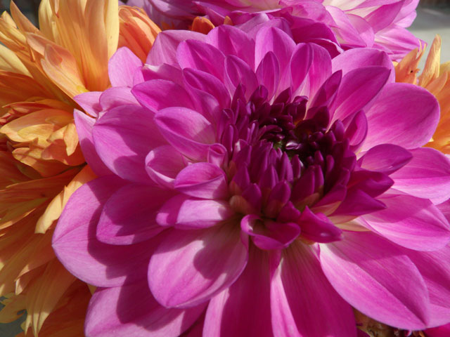 Purple Dahlia