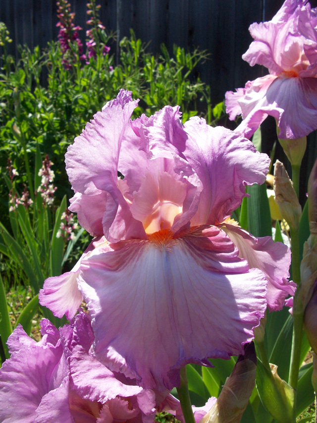 Purple Iris