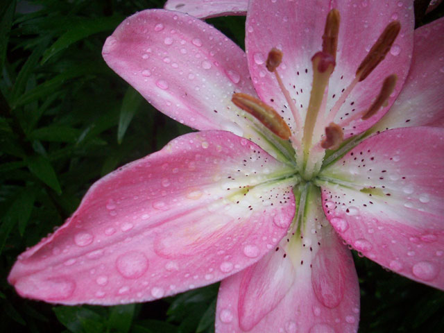 Pink Lily