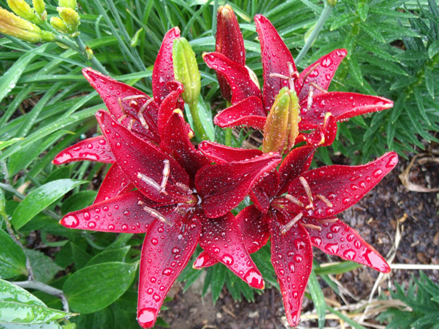 Red Lilies